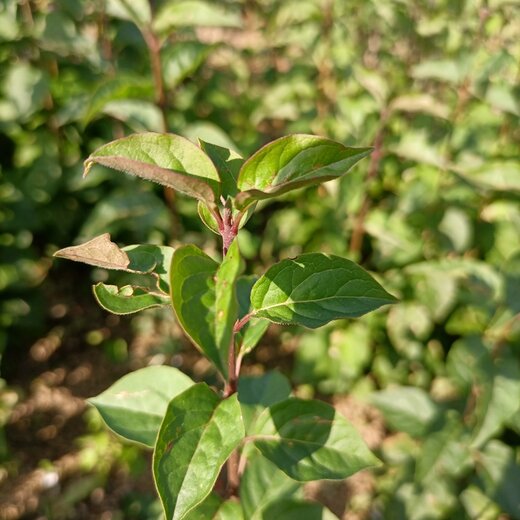 出售12年生暴馬丁香小苗遼寧桓仁瑞林苗圃